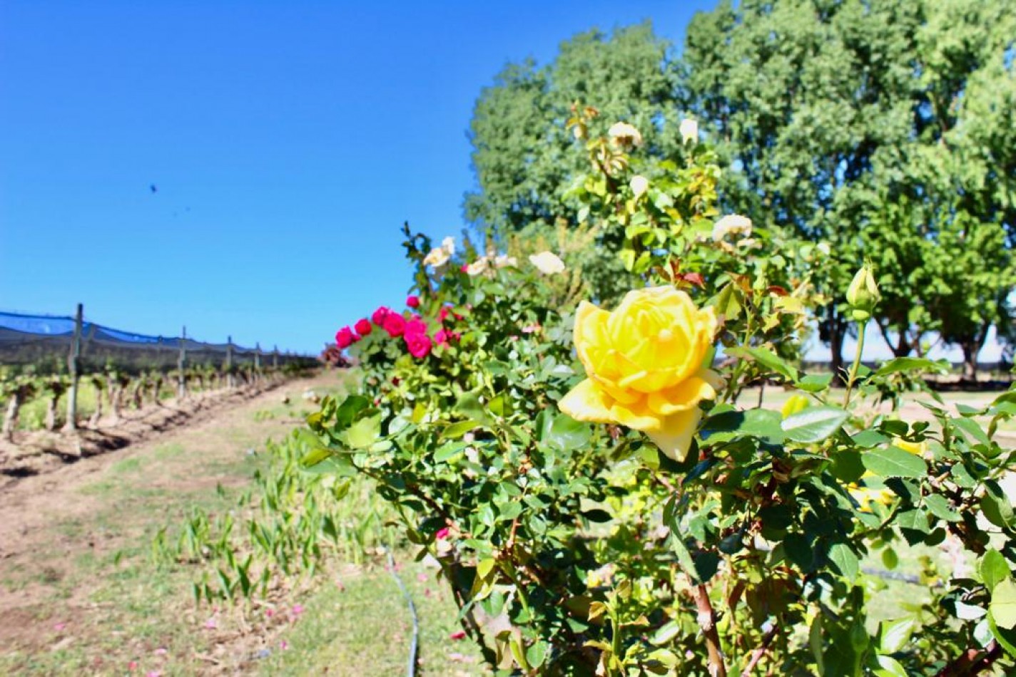 GREENWOOD VENDE INIGUALABLE VINEDO EN LUJAN DE CUYO - BARRANCAS, CON UNA VISTA UNICA A LA CORDILLERA Y UNA PRODUCCION DE PRIMERA CALIDAD