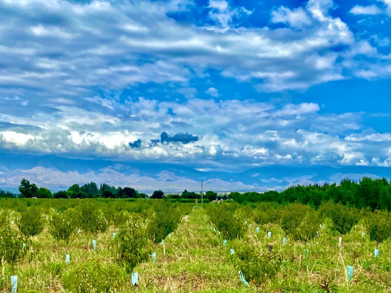 GREENWOOD VENDE FINCA DE ENSUENOS EN VISTA FLORES, UBICACION PRIVILEGIADA, CULTIVOS, AGUA Y ENTORNO UNICO