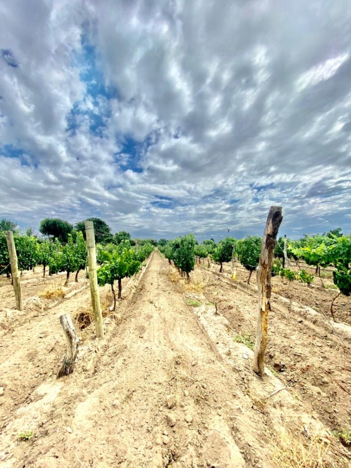 GREENWOOD VENDE FINCA DE ENSUENOS EN VISTA FLORES, UBICACION PRIVILEGIADA, CULTIVOS, AGUA Y ENTORNO UNICO