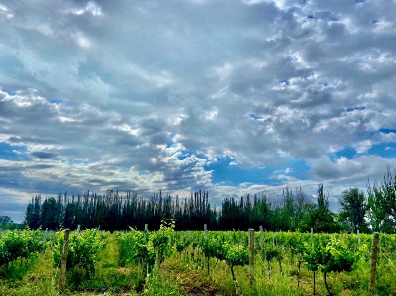 GREENWOOD VENDE FINCA DE ENSUENOS EN VISTA FLORES, UBICACION PRIVILEGIADA, CULTIVOS, AGUA Y ENTORNO UNICO