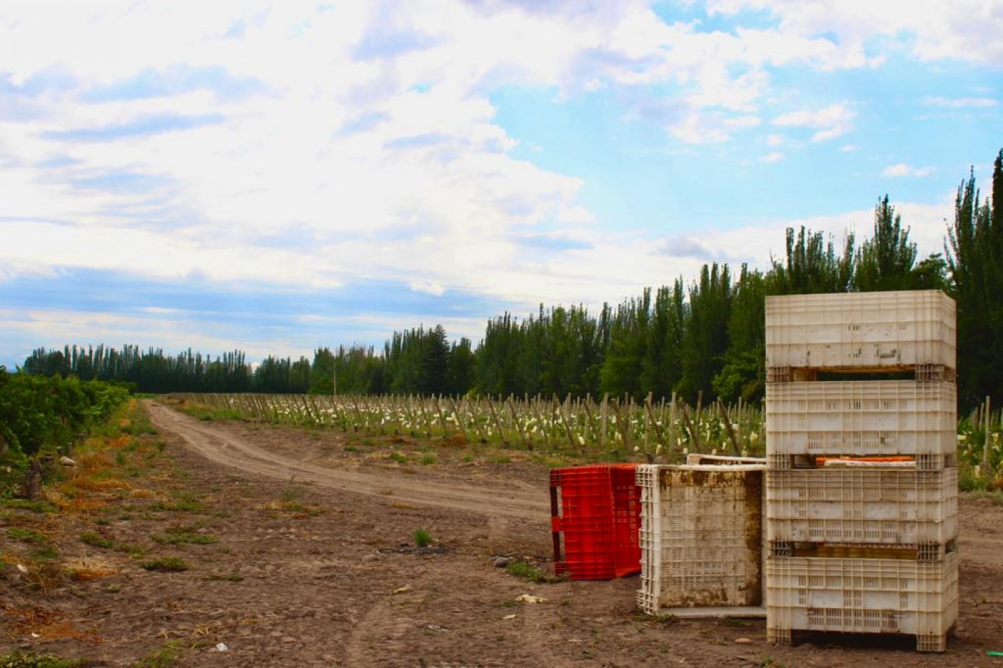 GREENWOOD VENDE FINCA DE ENSUENOS EN VISTA FLORES, UBICACION PRIVILEGIADA, CULTIVOS, AGUA Y ENTORNO UNICO