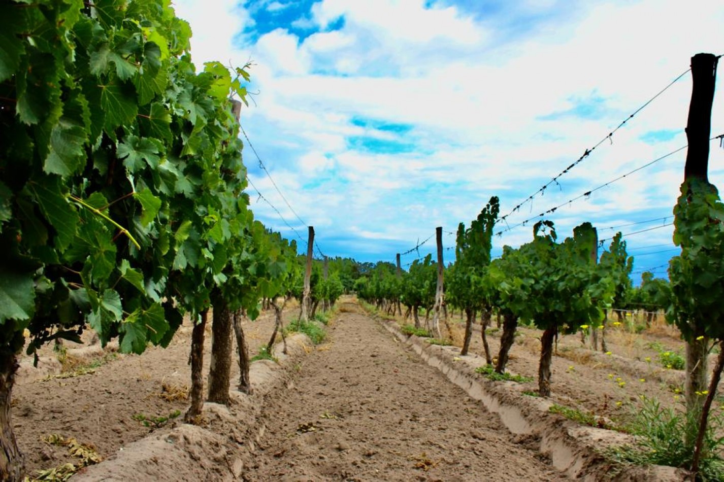 GREENWOOD VENDE FINCA DE ENSUENOS EN VISTA FLORES, UBICACION PRIVILEGIADA, CULTIVOS, AGUA Y ENTORNO UNICO