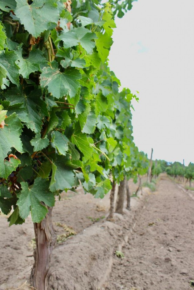GREENWOOD VENDE FINCA DE ENSUENOS EN VISTA FLORES, UBICACION PRIVILEGIADA, CULTIVOS, AGUA Y ENTORNO UNICO