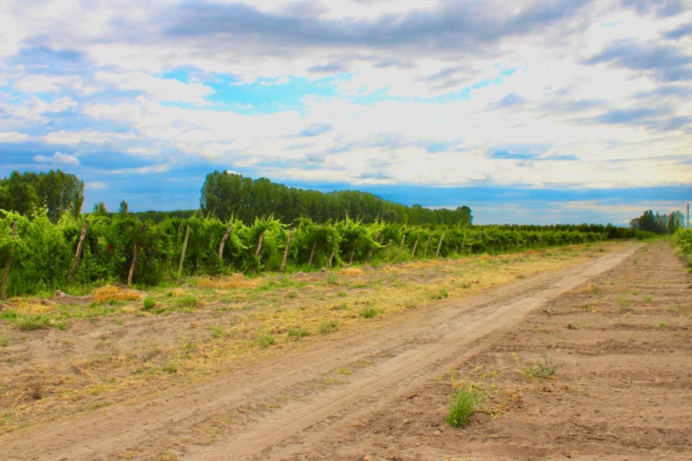 GREENWOOD VENDE FINCA DE ENSUENOS EN VISTA FLORES, UBICACION PRIVILEGIADA, CULTIVOS, AGUA Y ENTORNO UNICO
