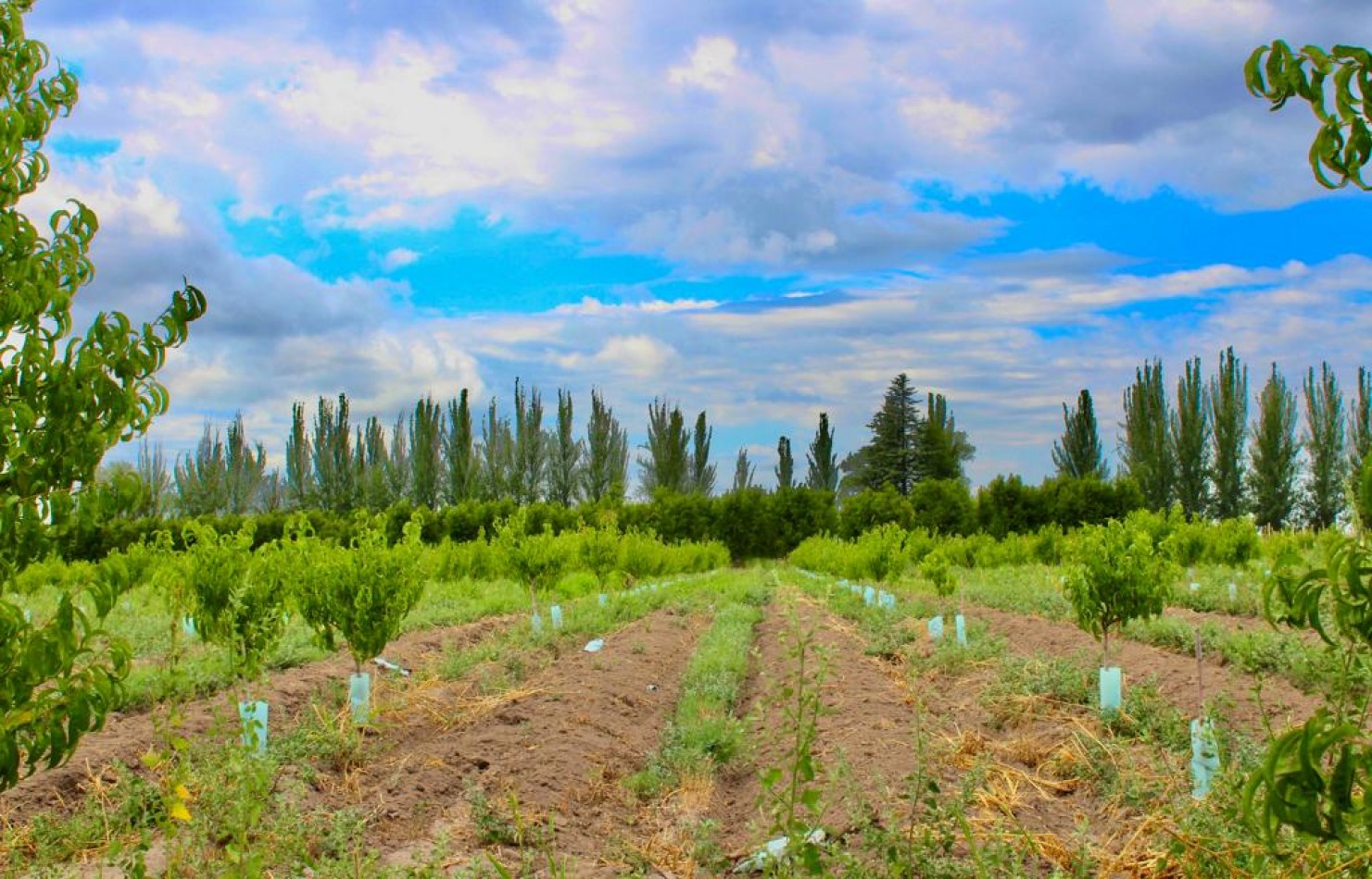 GREENWOOD VENDE FINCA DE ENSUENOS EN VISTA FLORES, UBICACION PRIVILEGIADA, CULTIVOS, AGUA Y ENTORNO UNICO