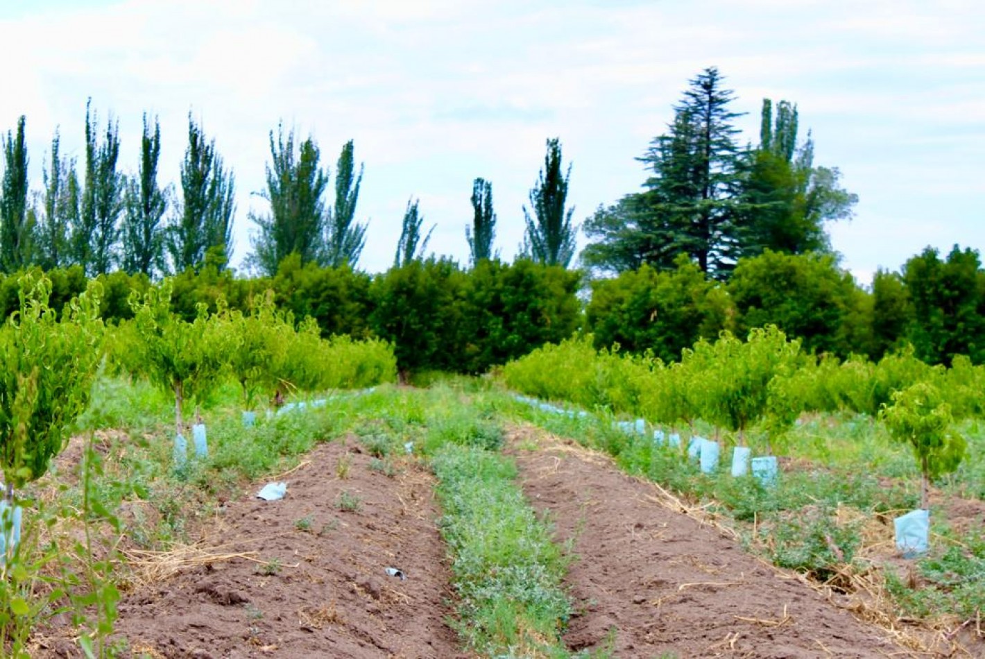 GREENWOOD VENDE FINCA DE ENSUENOS EN VISTA FLORES, UBICACION PRIVILEGIADA, CULTIVOS, AGUA Y ENTORNO UNICO