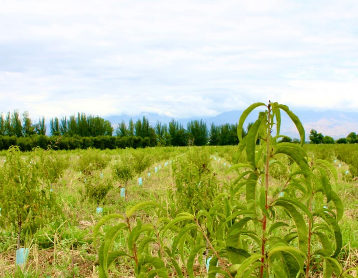 GREENWOOD VENDE FINCA DE ENSUENOS EN VISTA FLORES, UBICACION PRIVILEGIADA, CULTIVOS, AGUA Y ENTORNO UNICO