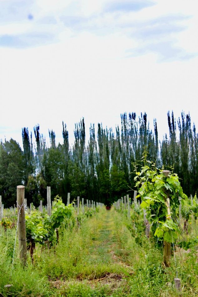 GREENWOOD VENDE FINCA DE ENSUENOS EN VISTA FLORES, UBICACION PRIVILEGIADA, CULTIVOS, AGUA Y ENTORNO UNICO