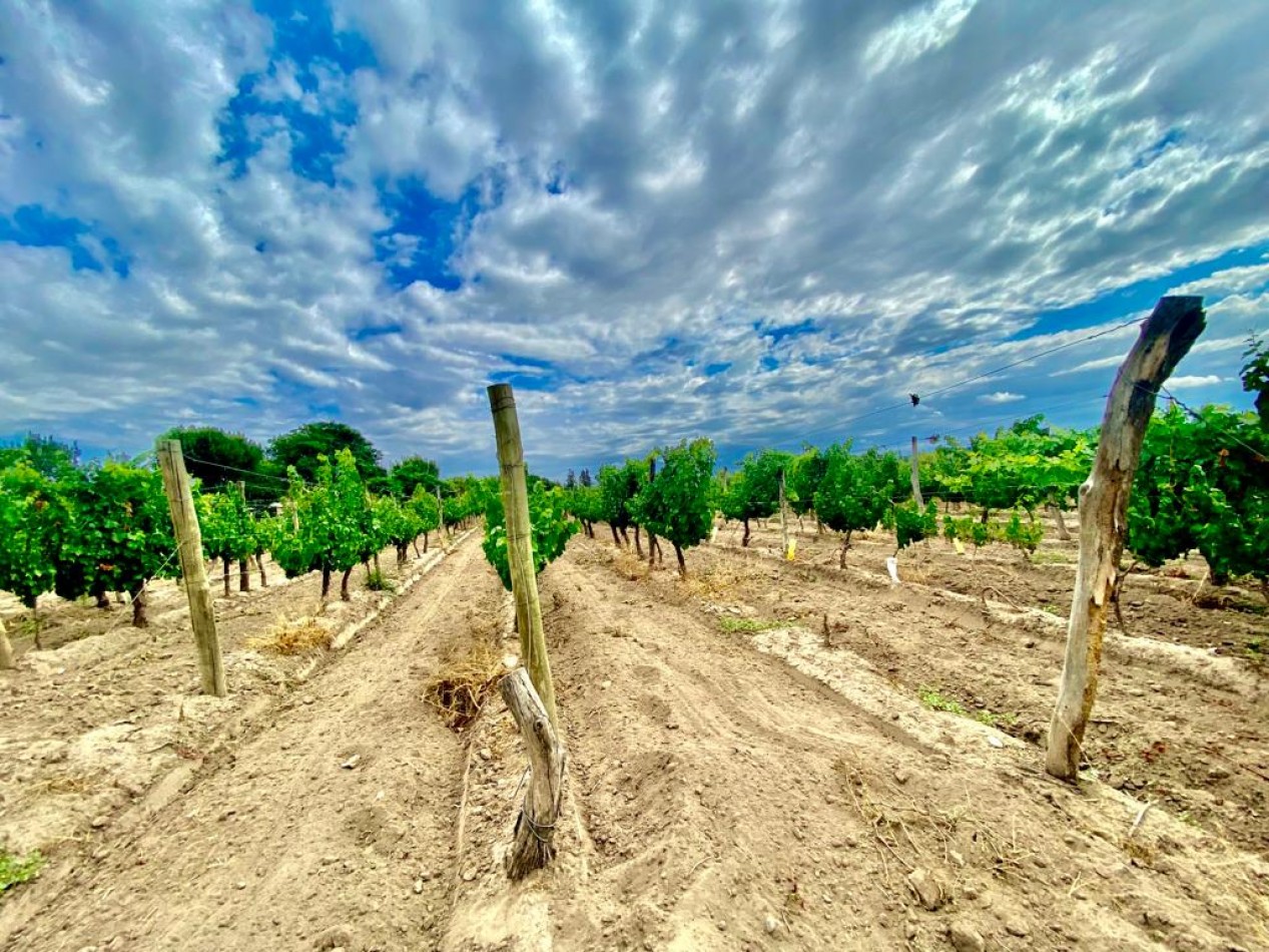 GREENWOOD VENDE FINCA DE ENSUENOS EN VISTA FLORES, UBICACION PRIVILEGIADA, CULTIVOS, AGUA Y ENTORNO UNICO