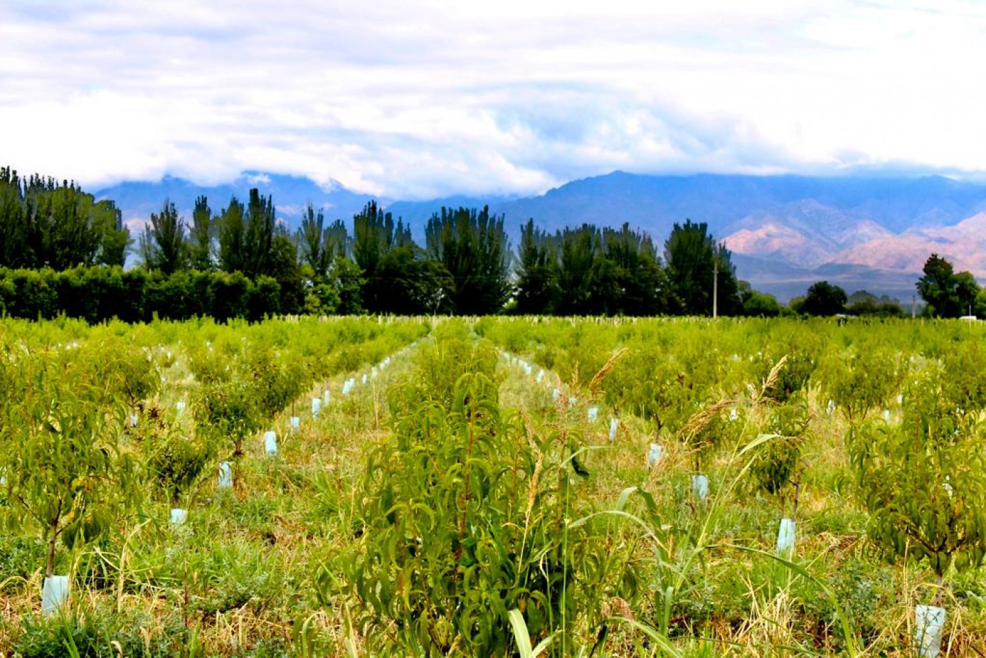 GREENWOOD VENDE FINCA DE ENSUENOS EN VISTA FLORES, UBICACION PRIVILEGIADA, CULTIVOS, AGUA Y ENTORNO UNICO