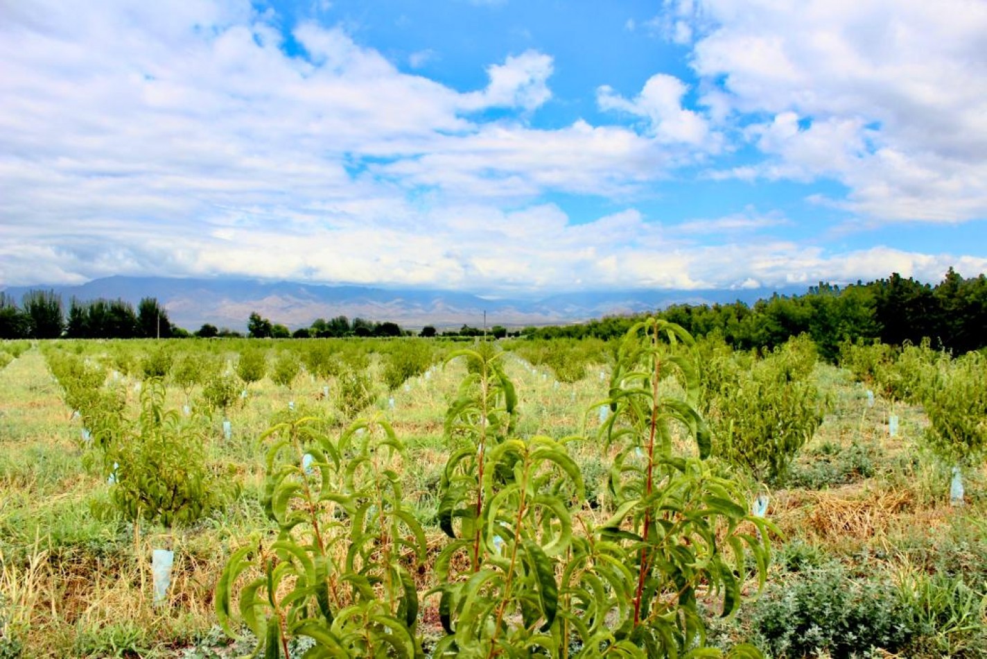 GREENWOOD VENDE FINCA DE ENSUENOS EN VISTA FLORES, UBICACION PRIVILEGIADA, CULTIVOS, AGUA Y ENTORNO UNICO