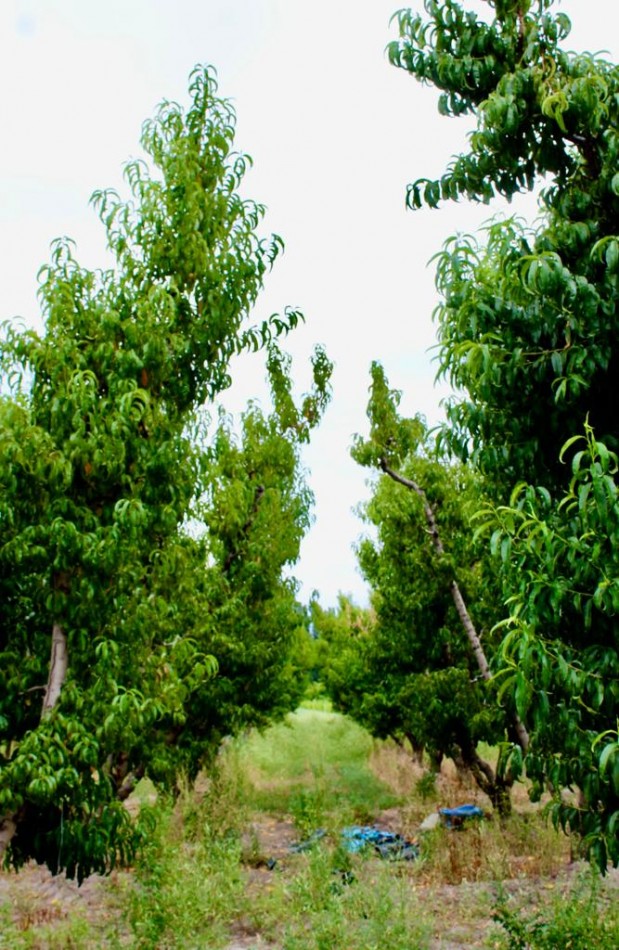 GREENWOOD VENDE FINCA DE ENSUENOS EN VISTA FLORES, UBICACION PRIVILEGIADA, CULTIVOS, AGUA Y ENTORNO UNICO