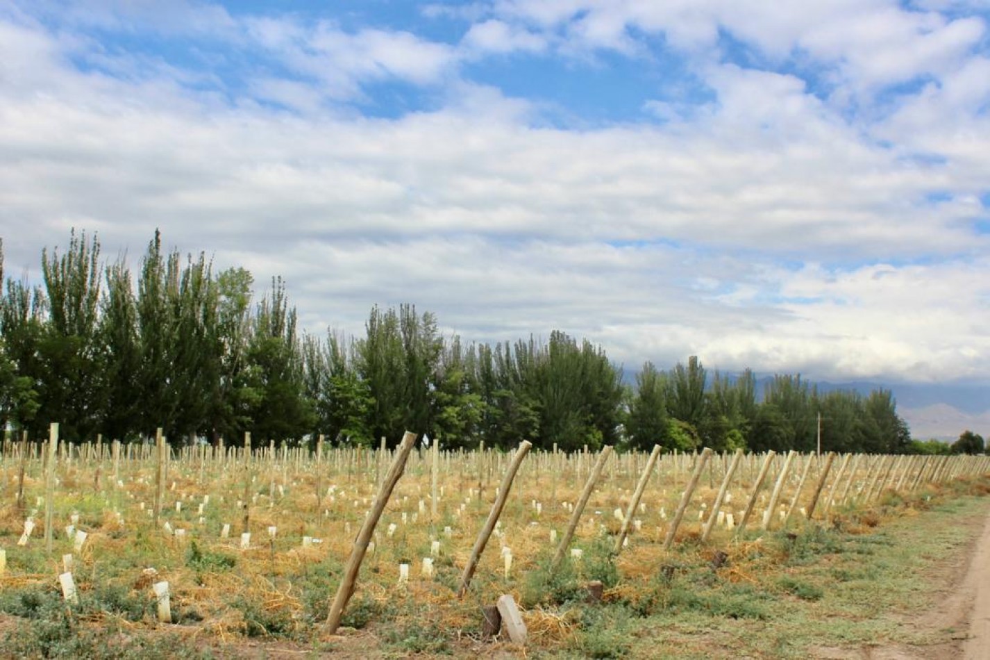 GREENWOOD VENDE FINCA DE ENSUENOS EN VISTA FLORES, UBICACION PRIVILEGIADA, CULTIVOS, AGUA Y ENTORNO UNICO