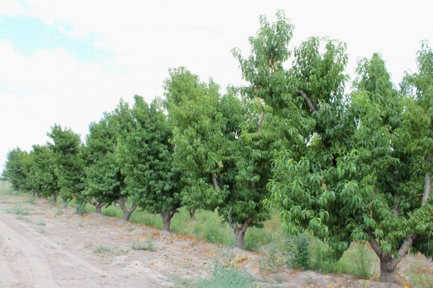 GREENWOOD VENDE FINCA DE ENSUENOS EN VISTA FLORES, UBICACION PRIVILEGIADA, CULTIVOS, AGUA Y ENTORNO UNICO