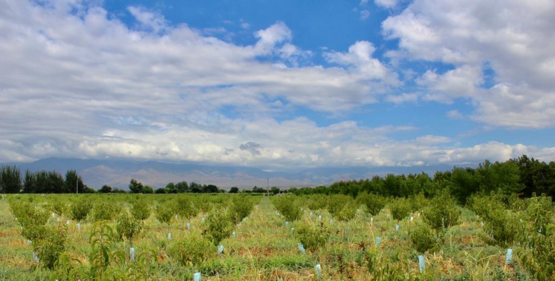 GREENWOOD VENDE FINCA DE ENSUENOS EN VISTA FLORES, UBICACION PRIVILEGIADA, CULTIVOS, AGUA Y ENTORNO UNICO