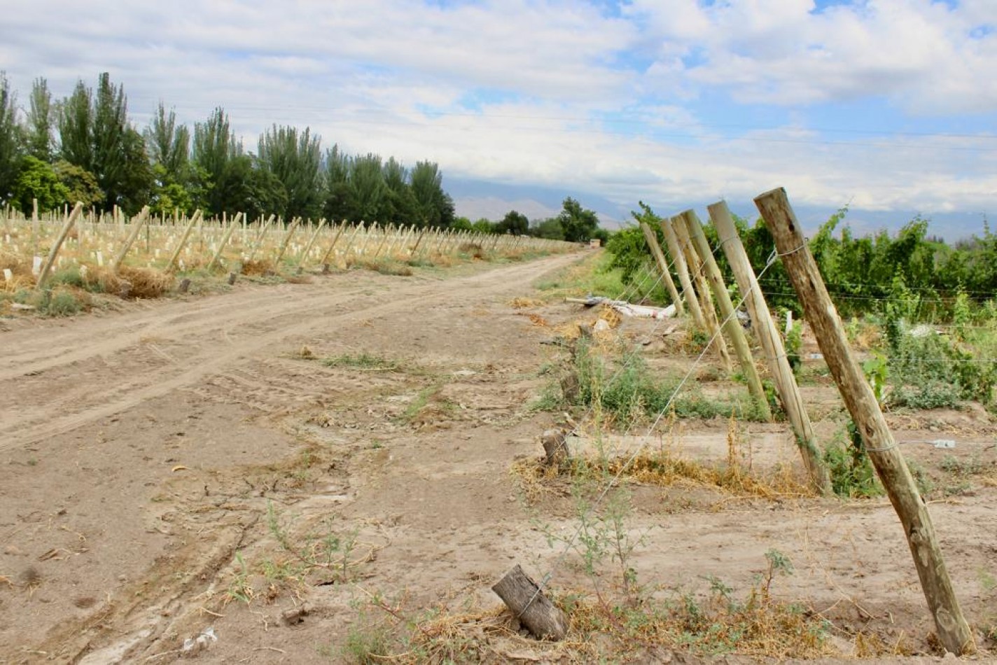 GREENWOOD VENDE FINCA DE ENSUENOS EN VISTA FLORES, UBICACION PRIVILEGIADA, CULTIVOS, AGUA Y ENTORNO UNICO