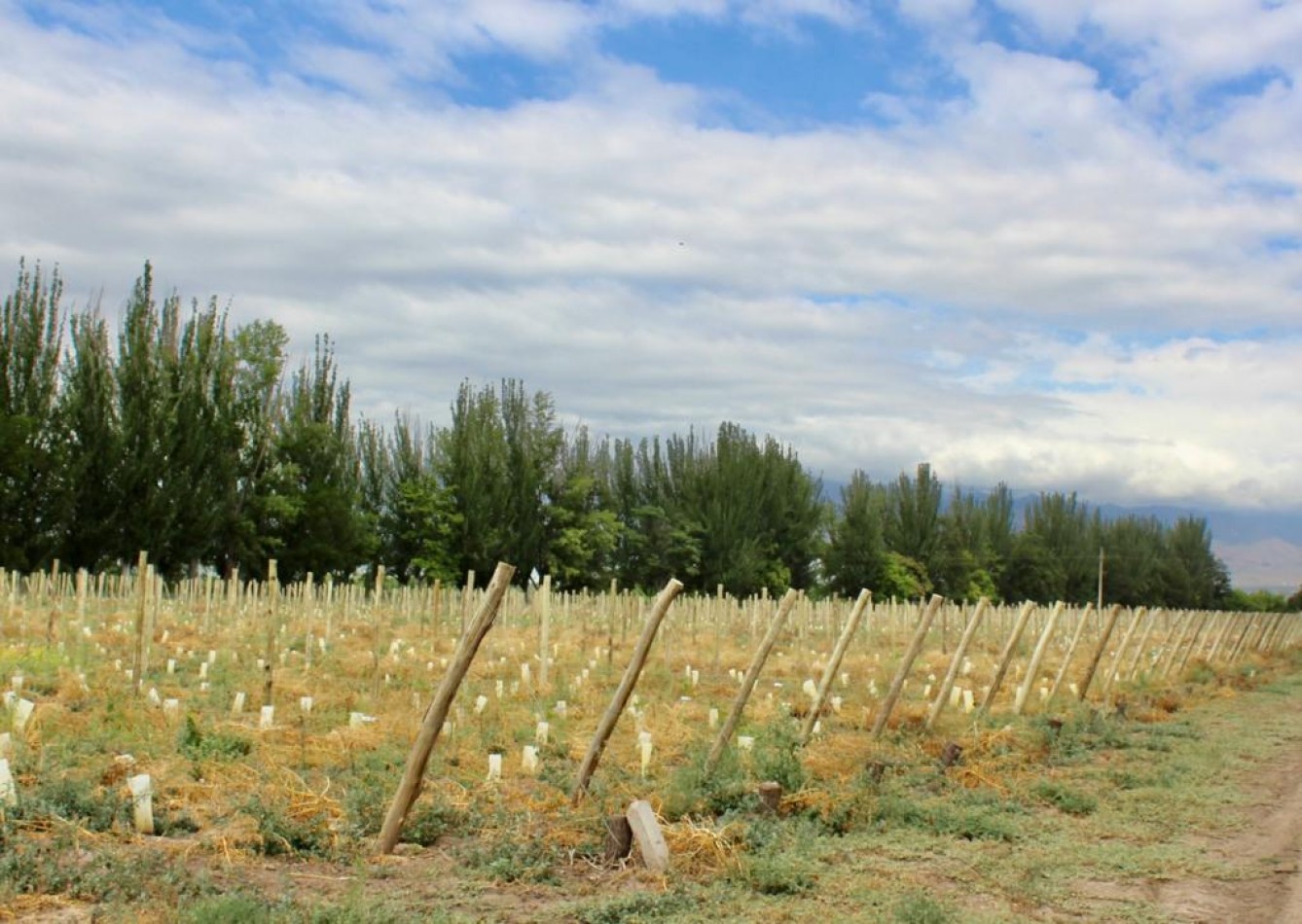 GREENWOOD VENDE FINCA DE ENSUENOS EN VISTA FLORES, UBICACION PRIVILEGIADA, CULTIVOS, AGUA Y ENTORNO UNICO