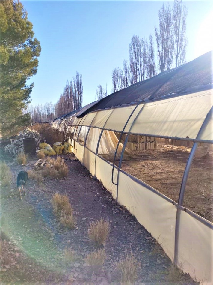 GREENWOOD VENDE VIVERO CON AMPLIO TERRENO, POSEE UN SALON COMEDOR DE GRAN DIMENSION, CASA, GALPON Y INVERNADERO, UBICADO EN LUJAN DE CUYO