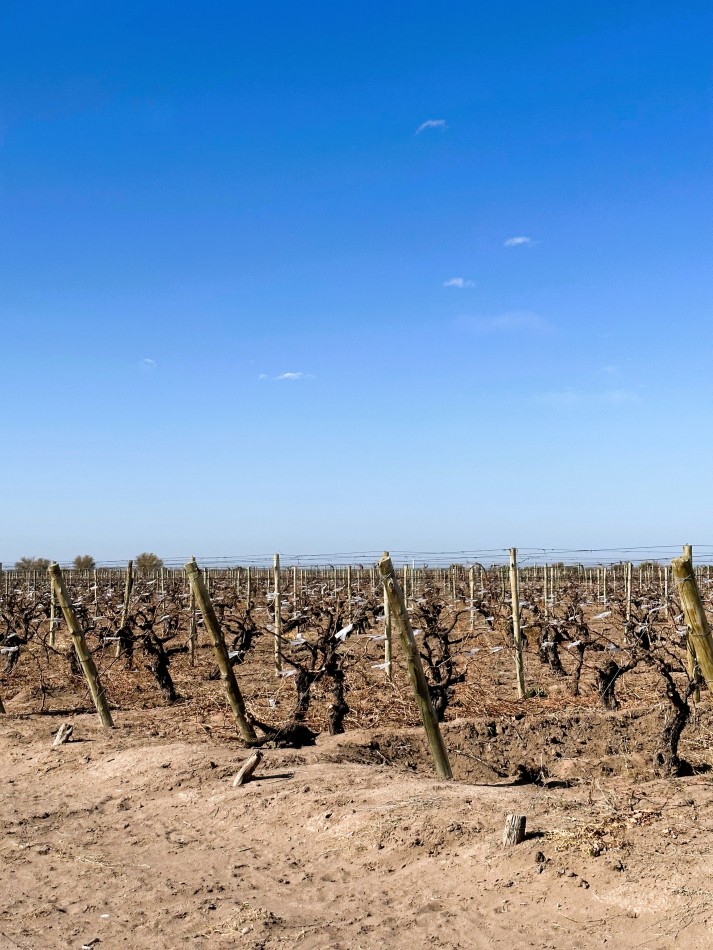GREENWOOD VENDE EXCELENTE FINCA EN EL ESTE DE LA PROVINCIA FRENTE A RUTA 7