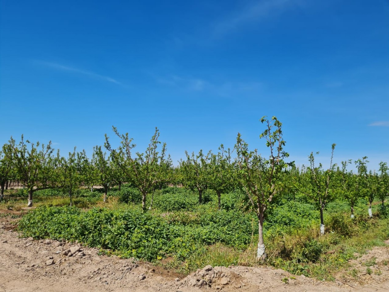GREENWOOD VENDE FINCA EN EXCELENTES CONDICIONES, DERECHO DE RIEGO Y POZO PROPIO EN MAIPU