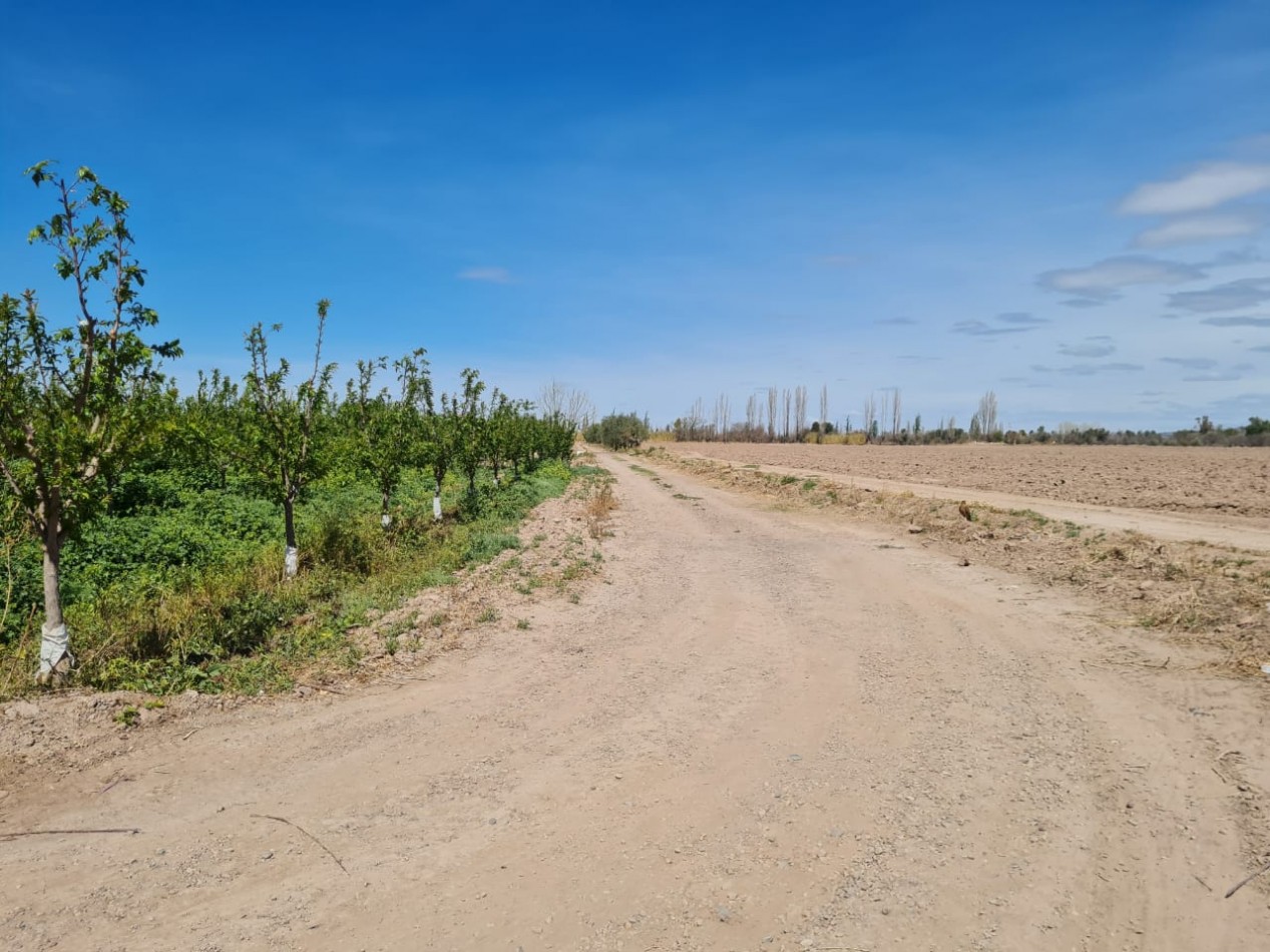 GREENWOOD VENDE FINCA EN EXCELENTES CONDICIONES, DERECHO DE RIEGO Y POZO PROPIO EN MAIPU