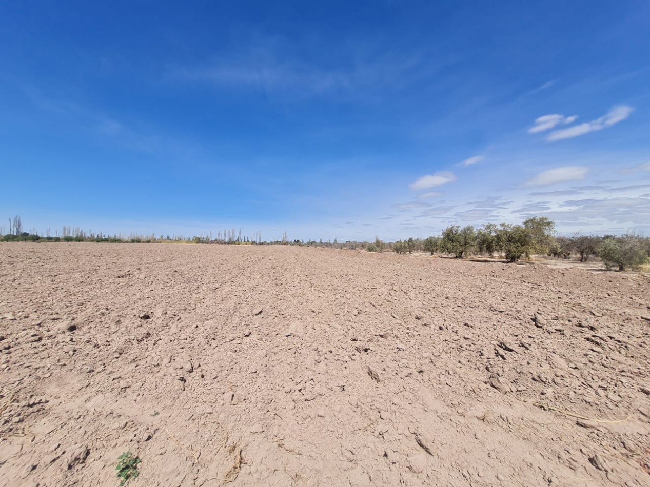GREENWOOD VENDE FINCA EN EXCELENTES CONDICIONES, DERECHO DE RIEGO Y POZO PROPIO EN MAIPU