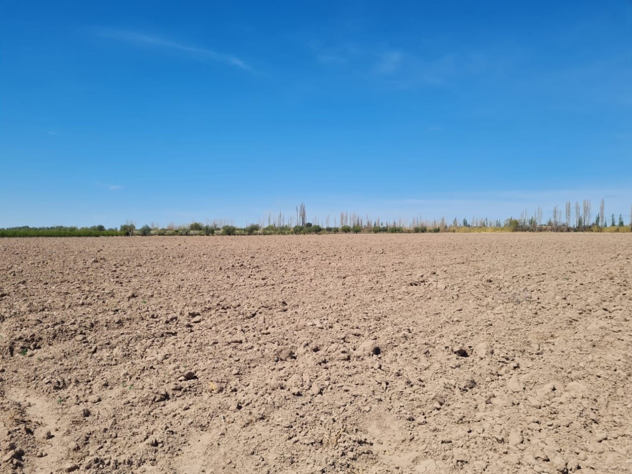 GREENWOOD VENDE FINCA EN EXCELENTES CONDICIONES, DERECHO DE RIEGO Y POZO PROPIO EN MAIPU