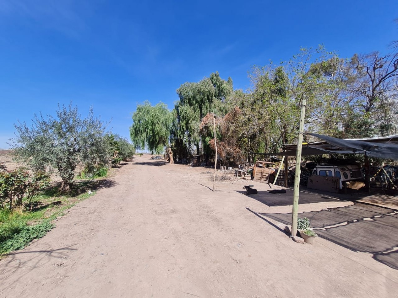 GREENWOOD VENDE FINCA EN EXCELENTES CONDICIONES, DERECHO DE RIEGO Y POZO PROPIO EN MAIPU