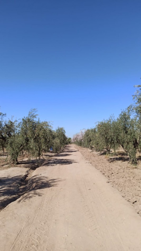 GREENWOOD VENDE IMPECABLE FINCA DE OLIVOS CON CASA PATRONAL Y QUINCHO, IDEAL EMPRENDIMIENTOS