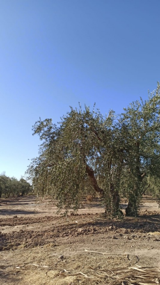 GREENWOOD VENDE IMPECABLE FINCA DE OLIVOS CON CASA PATRONAL Y QUINCHO, IDEAL EMPRENDIMIENTOS