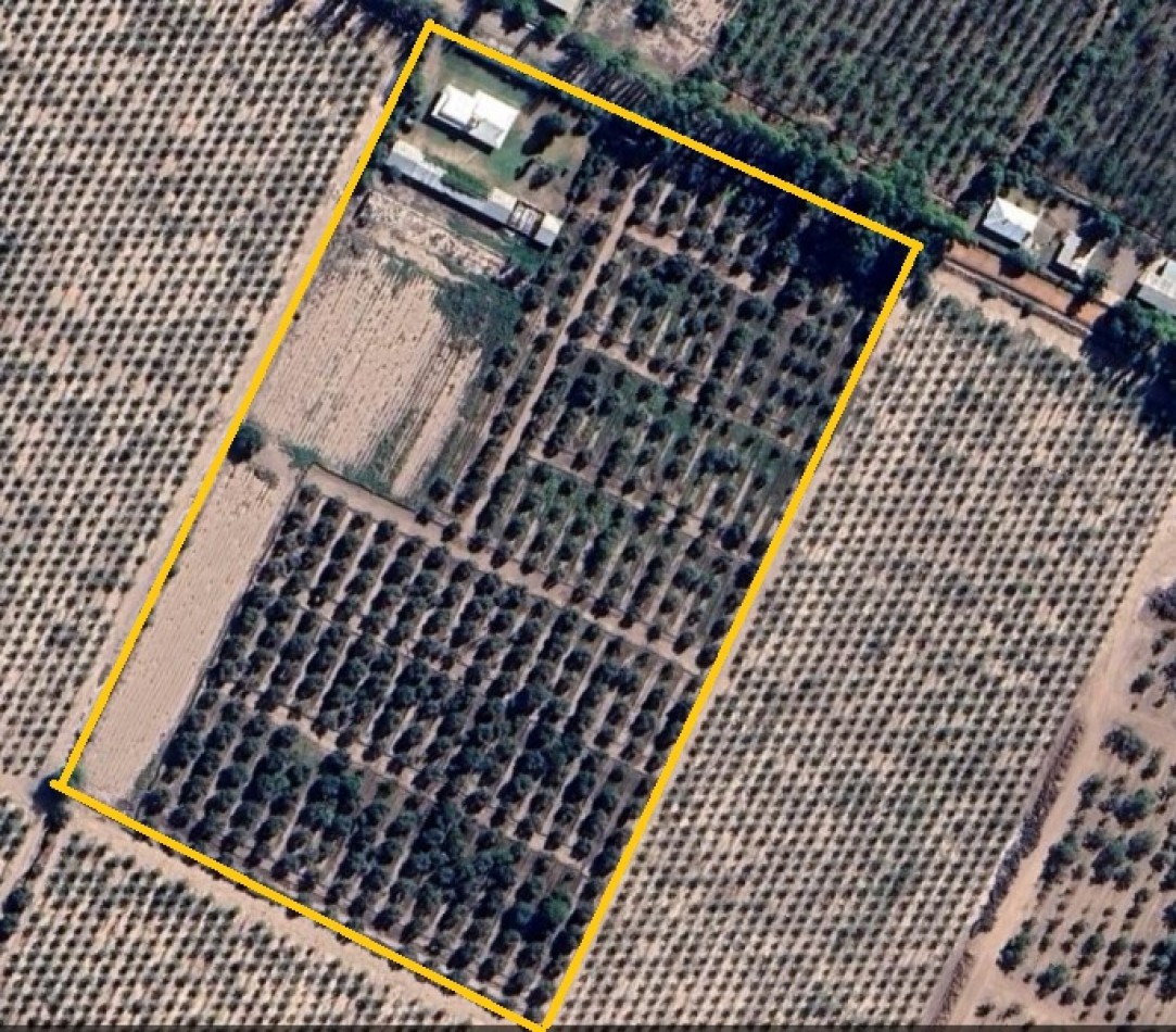 GREENWOOD VENDE IMPECABLE FINCA DE OLIVOS CON CASA PATRONAL Y QUINCHO, IDEAL EMPRENDIMIENTOS