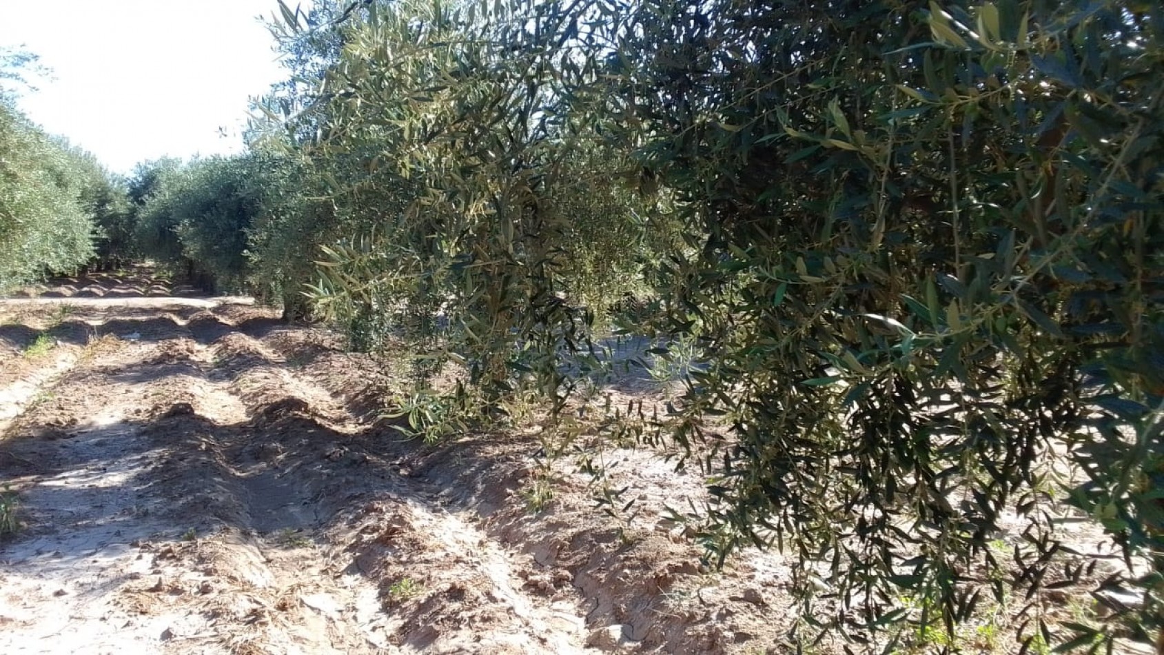 GREENWOOD VENDE TERRENO EN CRUZ DE PIEDRA, MAIPU MENDOZA