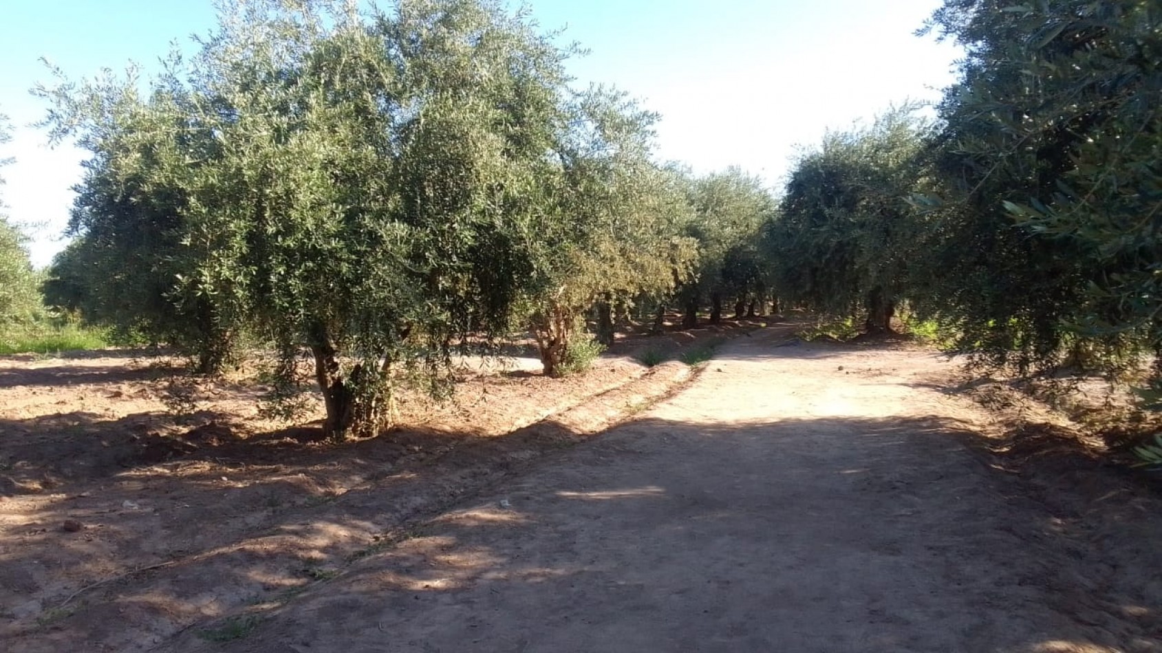 GREENWOOD VENDE TERRENO EN CRUZ DE PIEDRA, MAIPU MENDOZA
