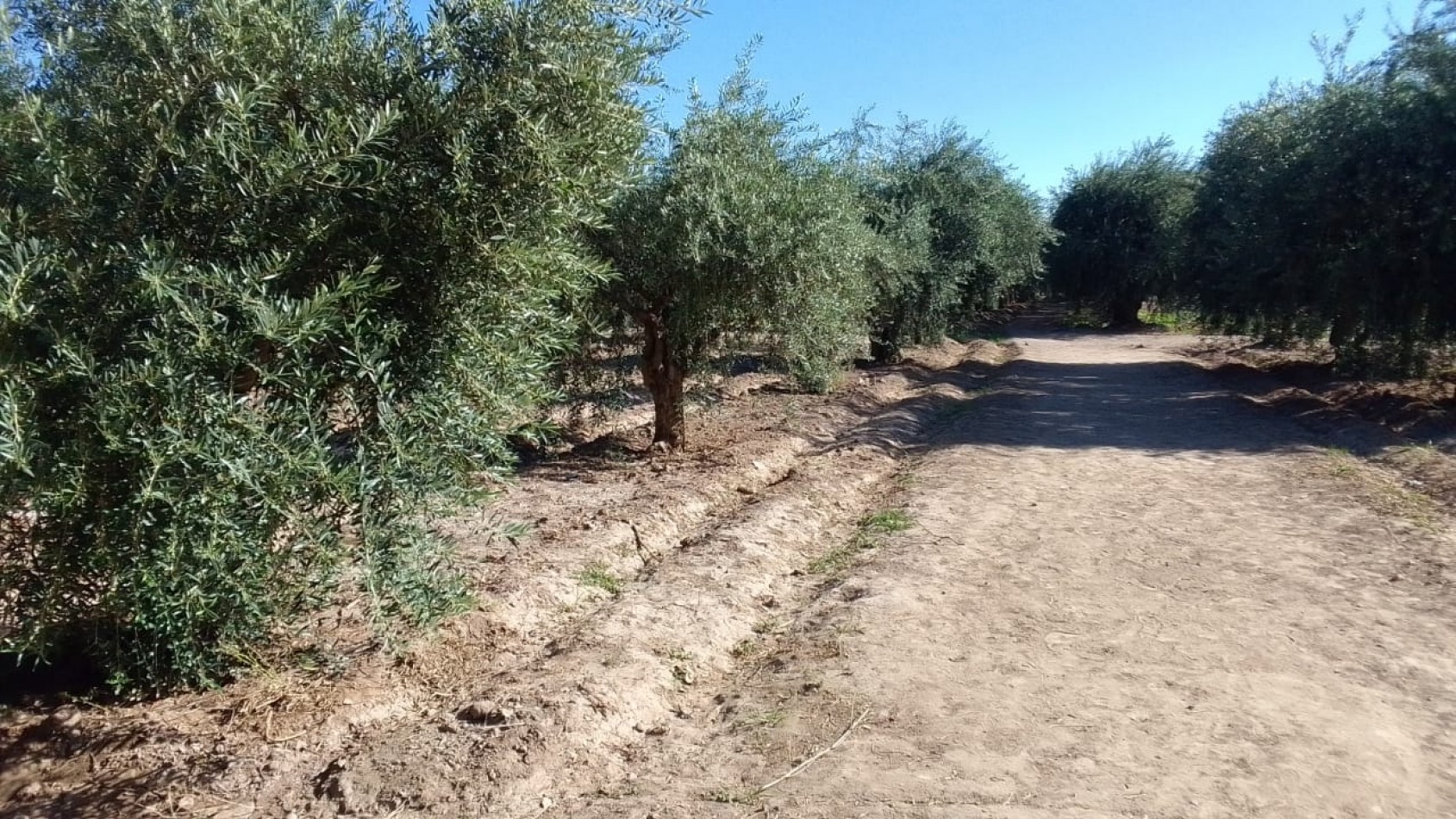 GREENWOOD VENDE TERRENO EN CRUZ DE PIEDRA, MAIPU MENDOZA