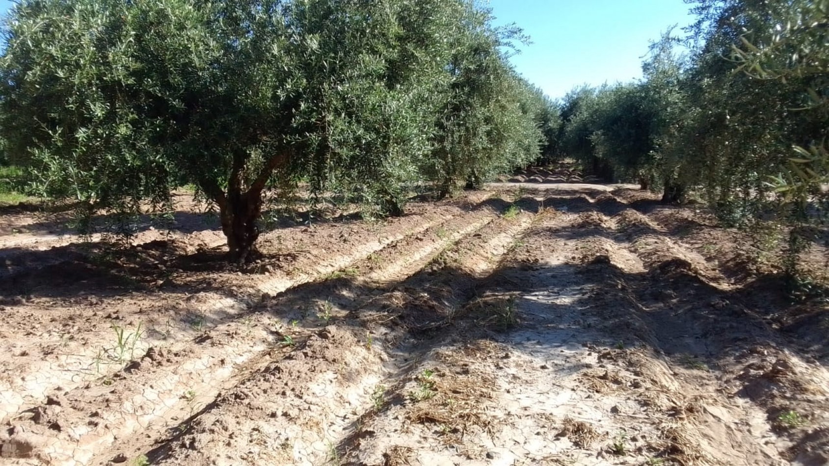 GREENWOOD VENDE TERRENO EN CRUZ DE PIEDRA, MAIPU MENDOZA