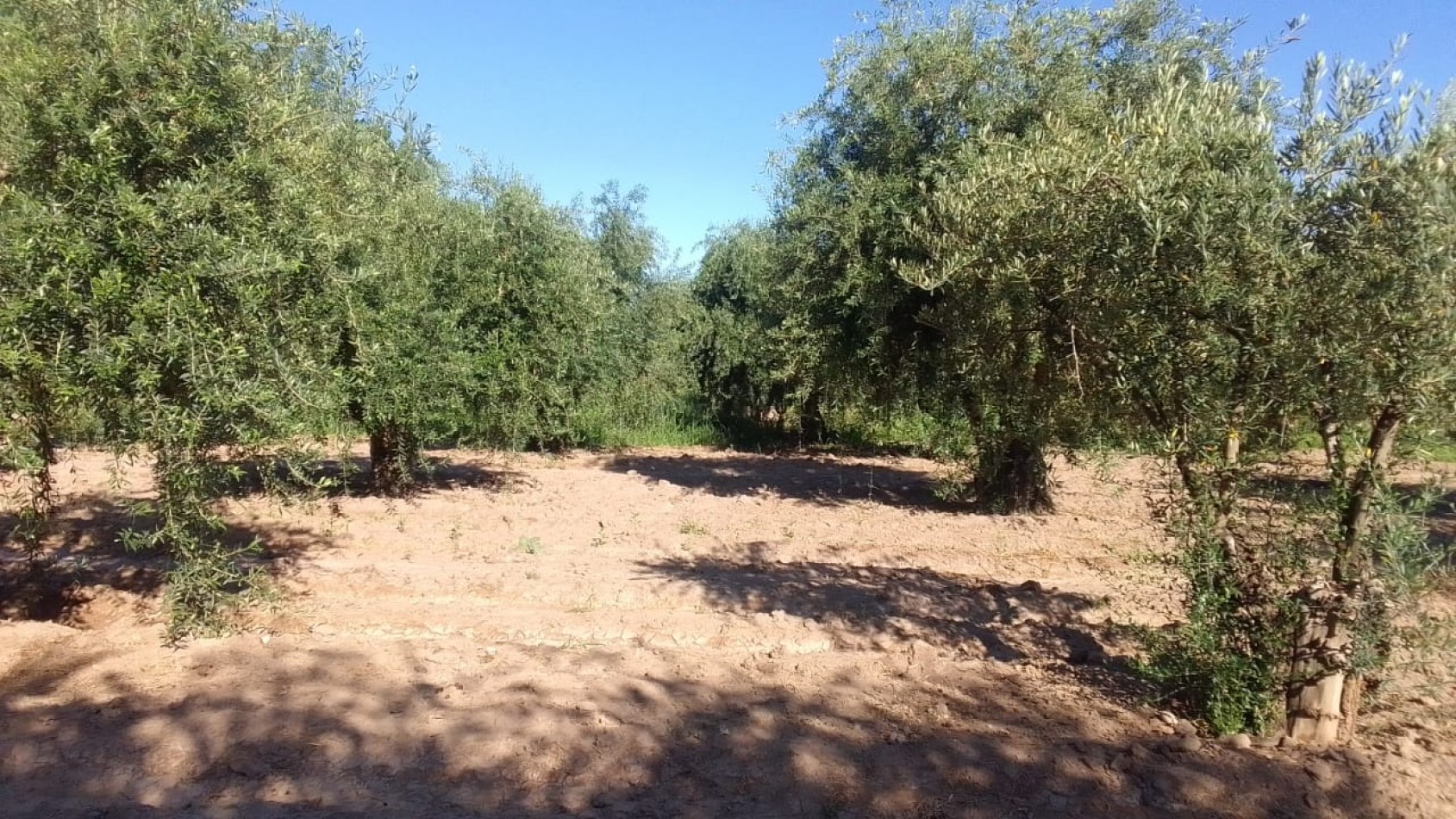 GREENWOOD VENDE TERRENO EN CRUZ DE PIEDRA, MAIPU MENDOZA