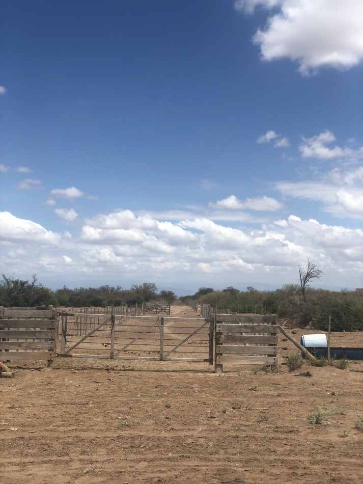 GREENWOOD INVERSIONES INMOBILIARIAS VENDE CAMPO GANADERO