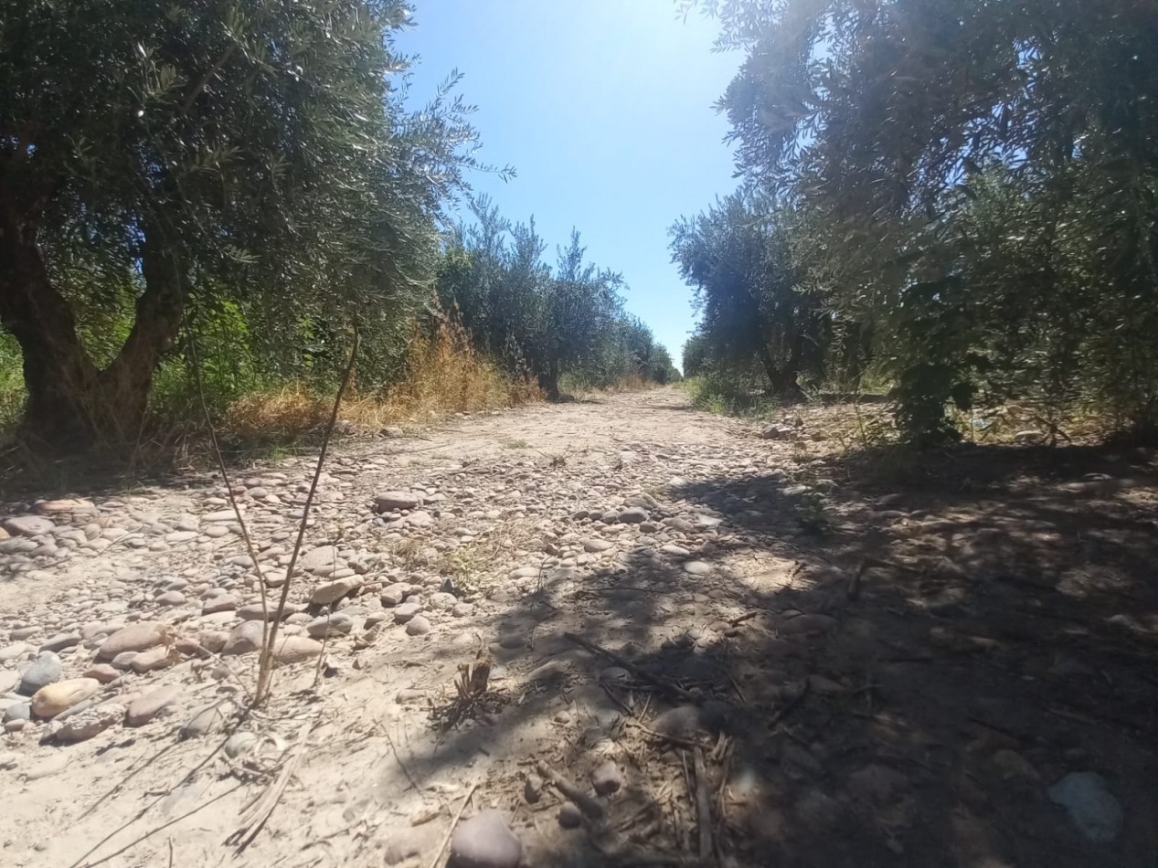 GREENWOOD VENDE LOTES DE 1 HECTAREA EN MAIPU 