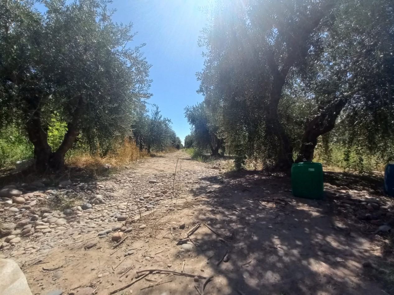 GREENWOOD VENDE LOTES DE 1 HECTAREA EN MAIPU 
