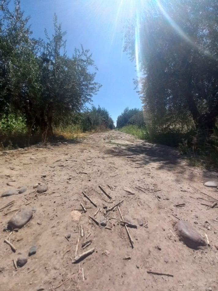 GREENWOOD VENDE LOTES DE 1 HECTAREA EN MAIPU 