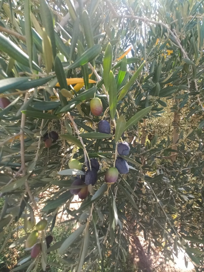 GREENWOOD VENDE LOTES DE 1 HECTAREA EN MAIPU 