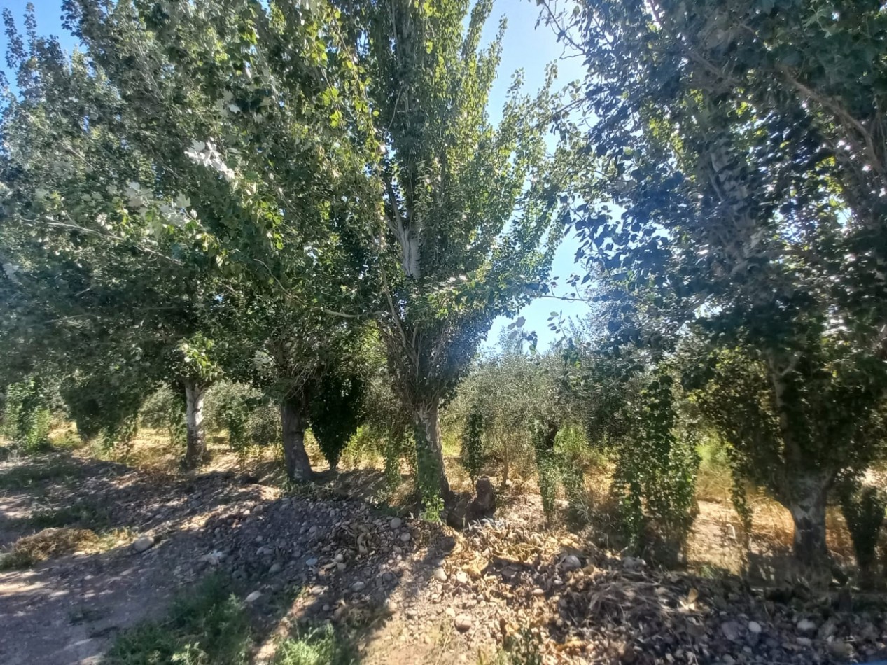 GREENWOOD VENDE LOTES DE 1 HECTAREA EN MAIPU 