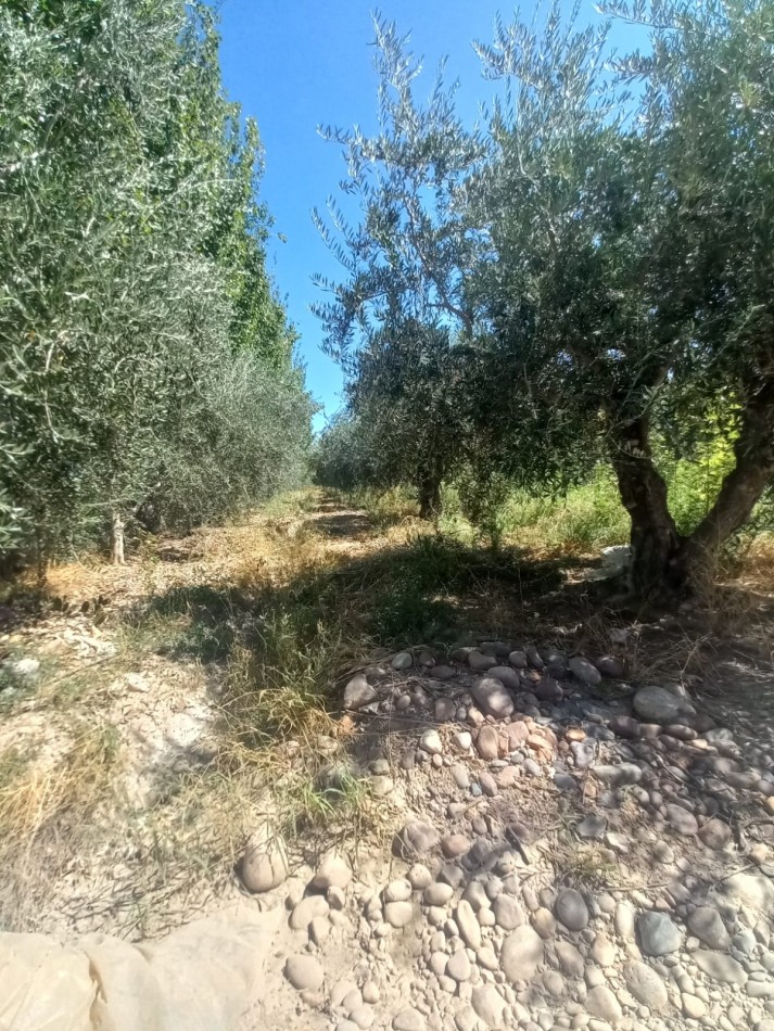 GREENWOOD VENDE LOTES DE 1 HECTAREA EN MAIPU 