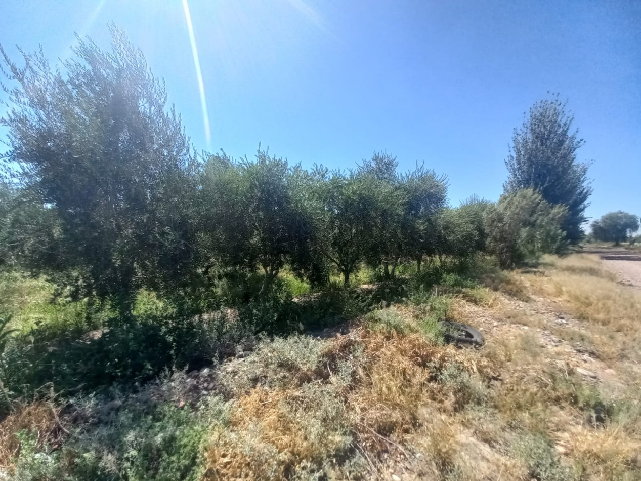 GREENWOOD VENDE LOTES DE 1 HECTAREA EN MAIPU 