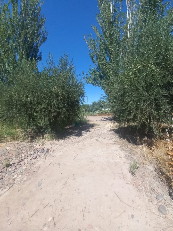 GREENWOOD VENDE LOTES DE 1 HECTAREA EN MAIPU 