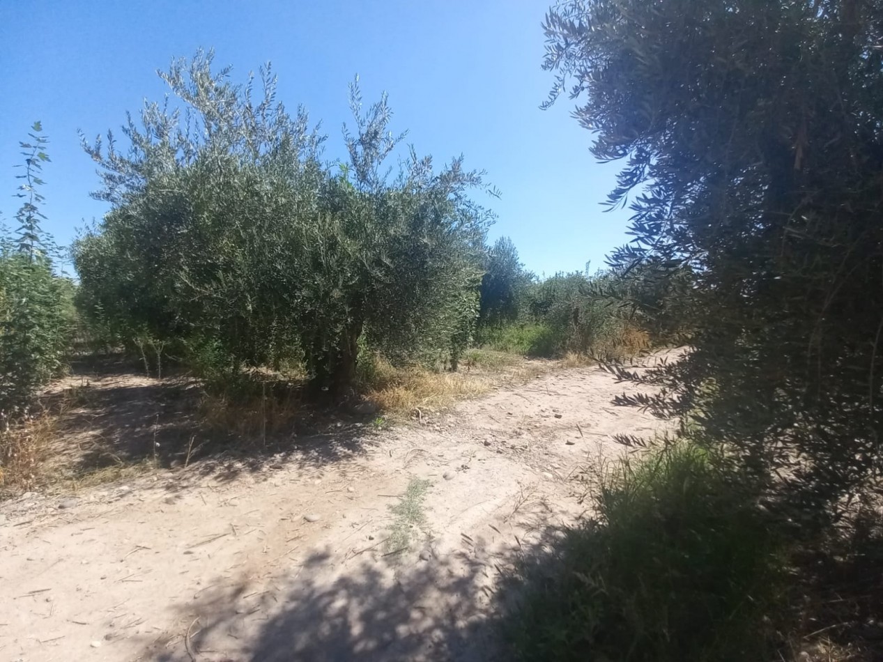 GREENWOOD VENDE LOTES DE 1 HECTAREA EN MAIPU 