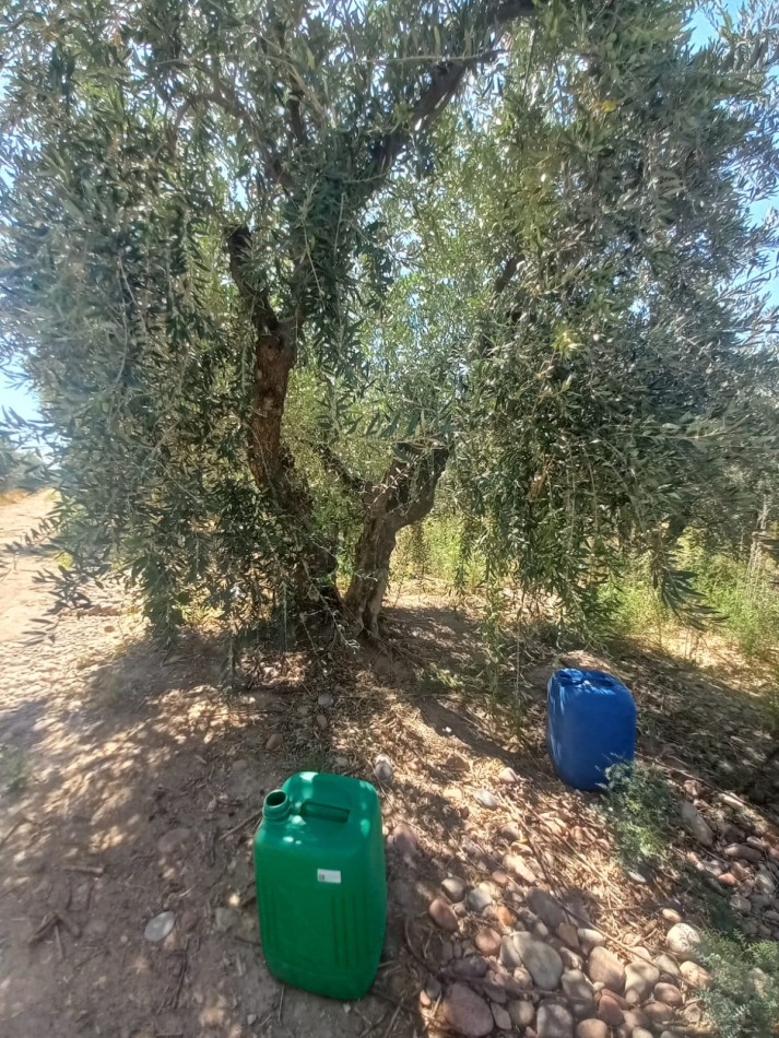 GREENWOOD VENDE LOTES DE 1 HECTAREA EN MAIPU 