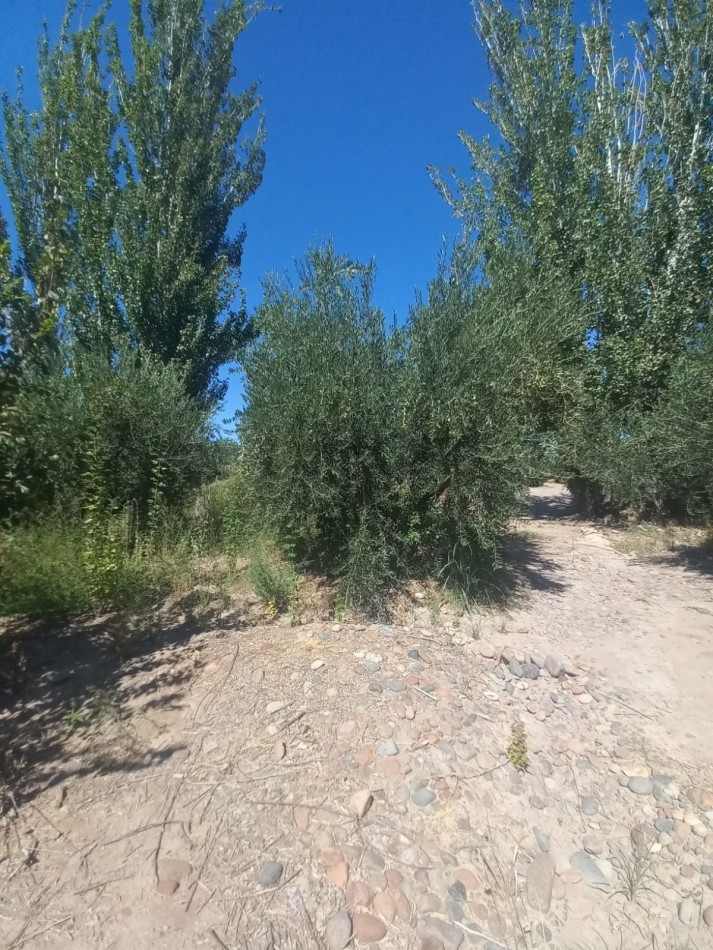 GREENWOOD VENDE LOTES DE 1 HECTAREA EN MAIPU 
