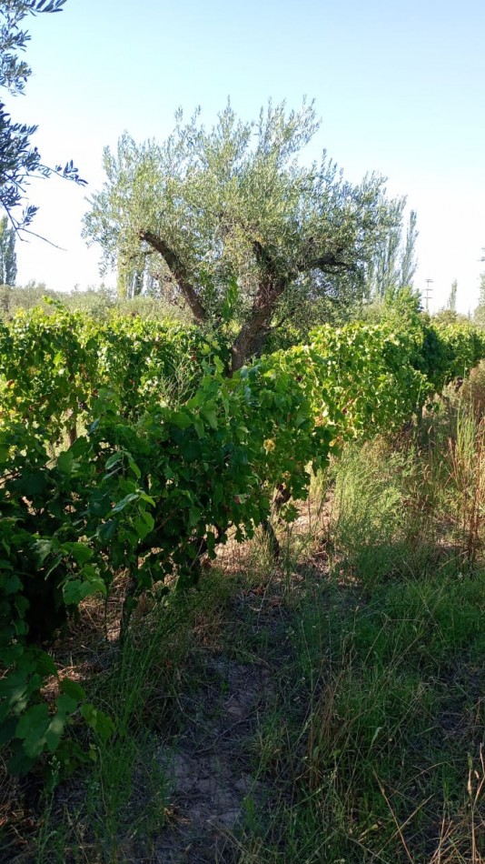 GREENWOOD INMOBILIARIA VENDE LOTE EN MAIPU