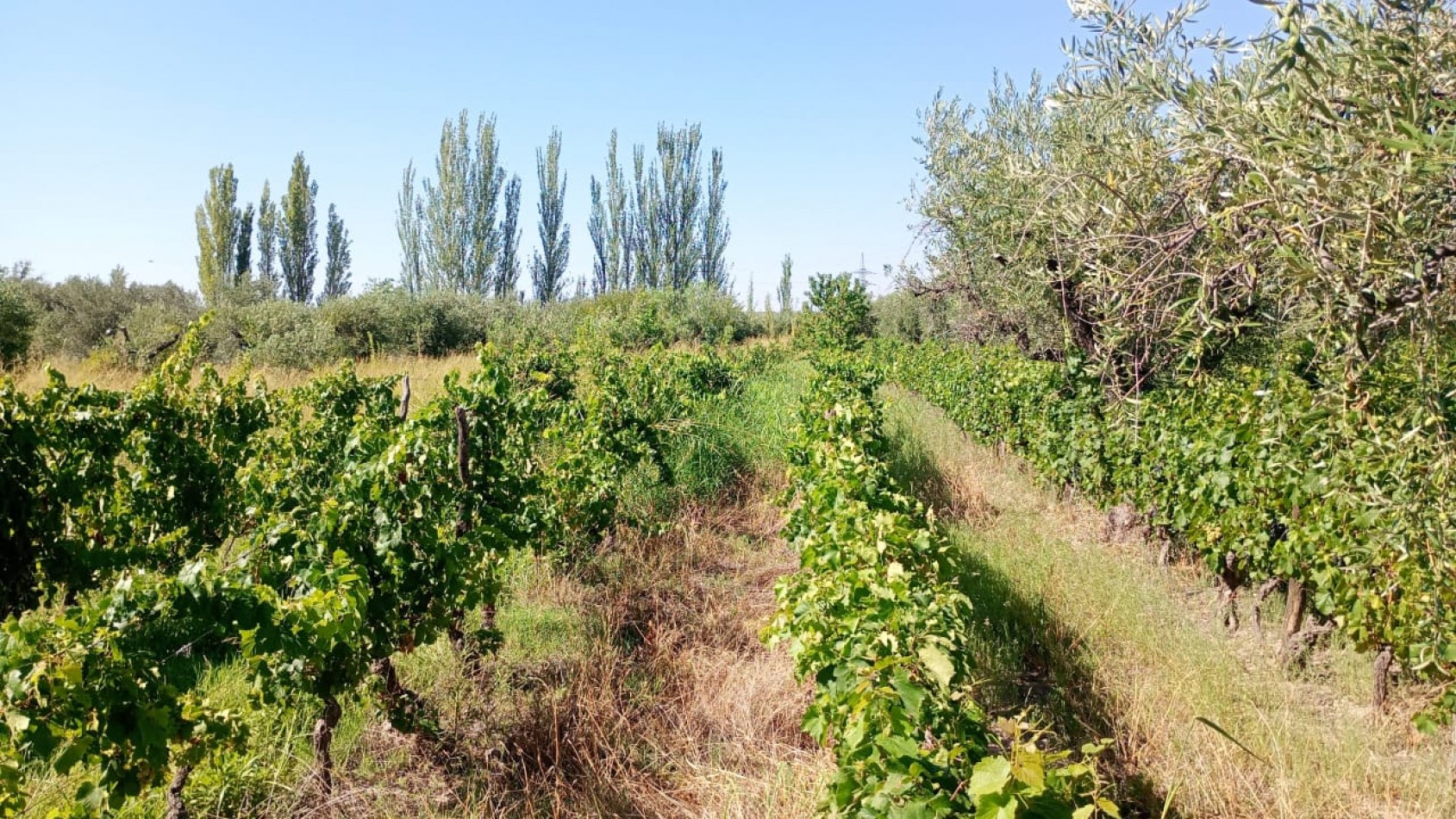 GREENWOOD INMOBILIARIA VENDE LOTE EN MAIPU
